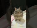 chubby cutie degu まるまるデグー なぜそんなに丸い ベタ慣れ ハムスター hamster