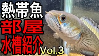 【水槽紹介】約20台の水槽で飼育されている熱帯魚達を一部ご紹介【淡水魚 アクアリウム】Vol.3