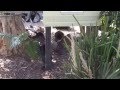 Tasmanian devils screaming