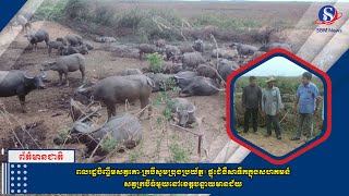 ពលរដ្ឋចិញ្ចឹមសត្វគោក្របីសូមប្រុងប្រយ័ត្ន! ផ្ទុះជំងឺសាទឹកក្នុងសហគមន៍សត្វក្របីធំមួយនៅខេត្តបន្ទាយមានជ័យ