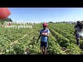 Strawberry picking 2022