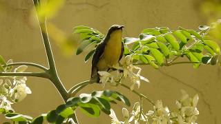 Purple Sunbird And Its Call/ Sound