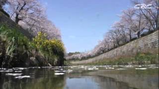 CBC映像ライブラリー「桜のある風景」