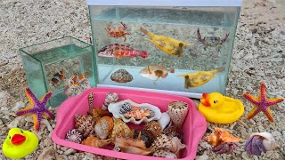 Widih! Find horned pufferfish, hermit crabs, ornamental fish, crabs, nemo fish, clams, conch