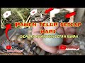 😱 PANEN TELUR PUYUH SETIAP HARI DIDALAM AVIARI MINI | TERNAK PUYUH BATU | TERNAK ZEBRA FINCH DAN MJ