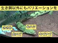 ポリプテルスを大きく育てる方法