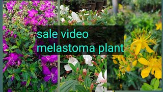 melastoma plant| എത്ര നട്ടിട്ടും പിടിക്കുന്നില്ലേ