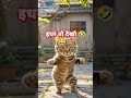 अरे बिलवा थोड़ा नाच के दिखा दे 🤣🐒 tange tange🤣 funny comedy monkey trending shorts viral cat