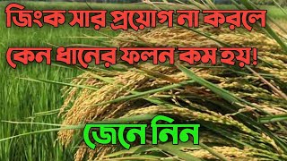 ধানে জিংক সার ব্যাবহার বা প্রয়োগ না করলে কেন ধানের ফলন কম হয় জেনে নিন ধানের ফলন দ্বিগুণ করতে জিংক