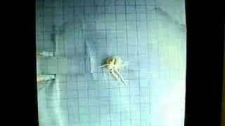 C. 1 : Zero Gravity Simulation Compartment : Professor Gravity ™