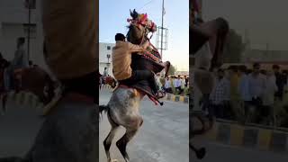 #horse #lover #ghodi #best #video #heer #horse