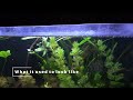 hygrophila polysperma a beginner s plant