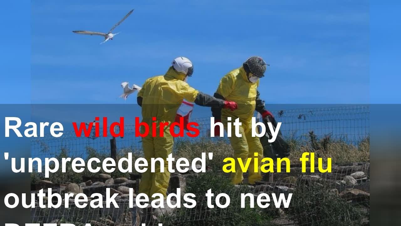 Rare Wild Birds Hit By 'unprecedented' Avian Flu Outbreak Leads To New ...