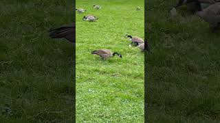 Canada Geese at the Park! #shorts @annahalo