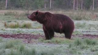 Europese bruine beer - Eurasian brown bear - Eurooppalainen karhu - Ursus arctos arctos/ Finland