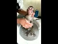 cute little baby monkey takes shower for his first time in his life