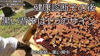 No21【養蜂技術6】夏の健康診断その後