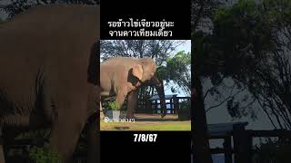 พี่เดี่ยวหลับ รอร้านไข่เจียวเปิด #ช้างเขาใหญ่ #thaielephant #ช้างป่า #animals