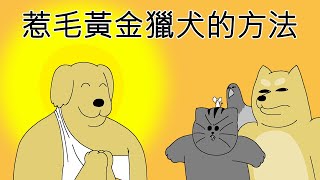 [禽獸朋友們] 惹毛黃金獵犬的方法