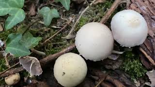 Candolleomyces candolleanus, Psathyrella candolleana, September 12, 2022