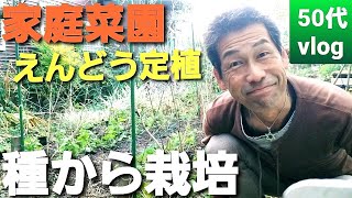 【11月の菜園事情[1]🌱 #550】そら豆の発芽/小芋の収穫/えんどう定植【自然の暮らし/50代vlog】#家庭菜園 #えんどう定植 #そら豆 #小芋 #50代