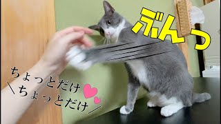 アレを触りたい変態飼い主と、絶対に阻止したい猫