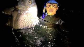 Abu Dhabi Spearfishing EP#039 quick dive lang pero maraming huli ang ganda ng spot #hamour #seabream