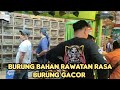 BURUNG BAHAN RAWATAN RASA BURUNG GACOR