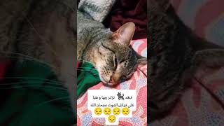 قطة تدعي ربها 🥺 #قطط #اكسبلور #catfunny #cat #قططي #قطوتي #catvideos #funny #funnycatvideos #قطتي