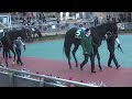 京都金杯 gⅢ 2022 1 5 現地パドック動画 フルタイム ザダル ダイワキャグニー カイザーミノル ダイアトニック クリノプレミアム