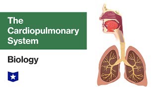 The Cardiopulmonary System | Biology