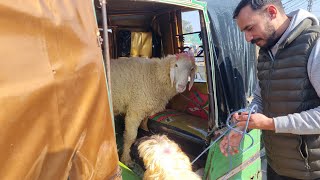 Qurbani 2025 Ka Rate Hoga Tazza Wednesday Update Lahore Bakra Mandi Shahpur Kanjra Sj Livestock