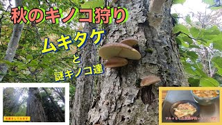 秋のキノコ狩り　ムキタケと謎キノコ６種類　見置きしてみたAutumn Tree Hunting Mukitake and Mysterious Mushrooms