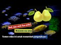 🔵 TEST KASI MAKAN IKAN CICHLID PAKAI BUAH PIR || CICHLID AFRIKA