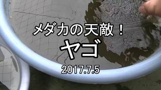 メダカの天敵のヤゴを捕獲！