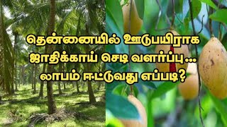 தென்னையில் ஊடுபயிராக ஜாதிக்காய் செடி வளர்ப்பு லாபம் தருமா?-nutmegfarm