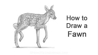 How to Draw a Fawn (Baby Deer)