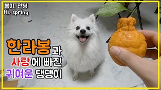 (ENG) 견생 처음 한라봉을 만난 강아지