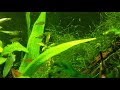 how to get fish to school even in a nano aquarium schooling vs. shoaling