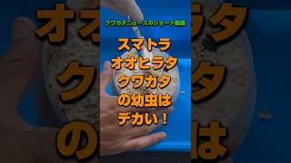 【スマトラオオヒラタ】5カ月半の体重測定の結果は⁈