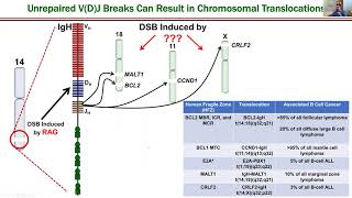Etiology of Chromosomal Translocations by Nicholas R. Pannunzio, PhD | UCI