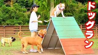 ピットブルの親子とドッグラン！新しいお友達も出来ちゃった♪【アメリカンピットブル】(AMERICAN PITBULL)