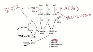 Protein, Branched Chain Amino Acids (BCAA) and Alpha-Ketoglutarate