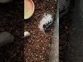 feeding my emperor scorpions