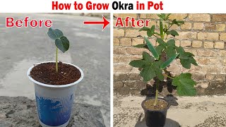 How to Grow Okra In Pots | Growing Okra at home very easy