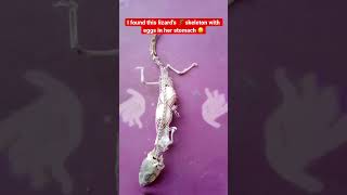 found dead lizard skeleton with eggs in her stomach #viral #vlog #trending #youtubeshorts #lizard