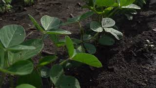 Tips to Prevent Soybean Lodging