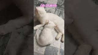 Baby kitten | Cute Cat Mishty  | feeding milk | viralvideo #lovelyecats #foryou