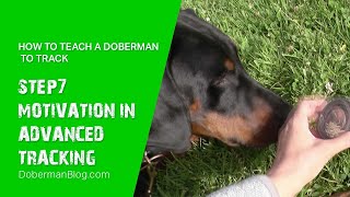 How to teach a Doberman to track: Tracking. Step 7 - motivation in advanced tracking.