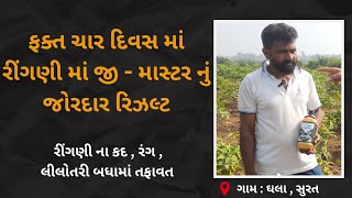 ફક્ત ચાર દિવસ માં રીંગણી માં જી - માસ્ટર નું જોરદાર રિઝલ્ટ | રીંગણ ની ખેતી વિશે સંપૂર્ણ માહિતી